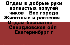 Отдам в добрые руки волнистых попугай.чиков - Все города Животные и растения » Отдам бесплатно   . Свердловская обл.,Екатеринбург г.